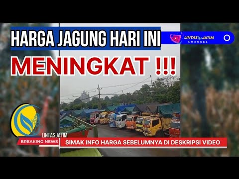 Harga Jagung Yang Sudah Dipipil