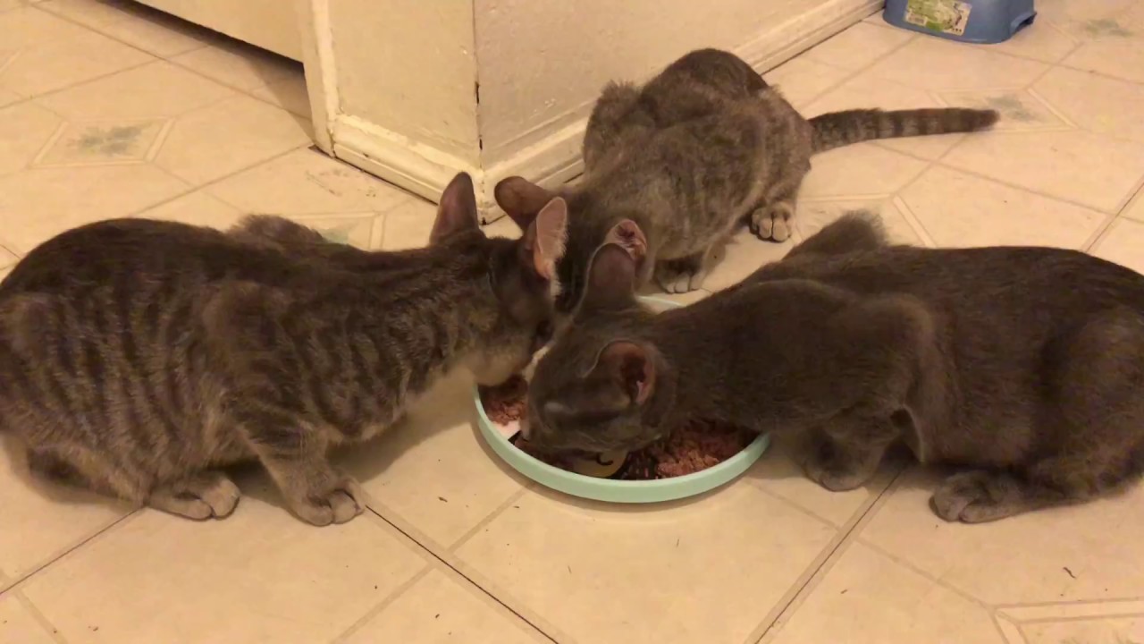 Bengal Cat Adoption Los Angeles - Baby Pink Kitten Heels