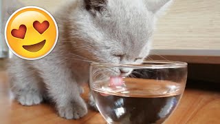 Cute Kitten Drinking Water | British Longhair Kitten | 30 Minutes by Numan Gürsoy 249 views 1 year ago 31 minutes