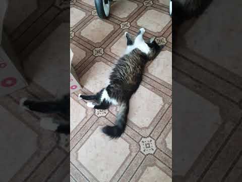 #shorts☀️коротко о погоде☀️Кошка 🐈намекает, чтобы включили кондиционер#7