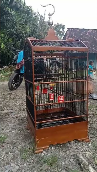 BURUNG CENDETMATERI BAJING KAWIN BIKIN MUSUH MUNTING HINGGA NEBOK VOLUME      