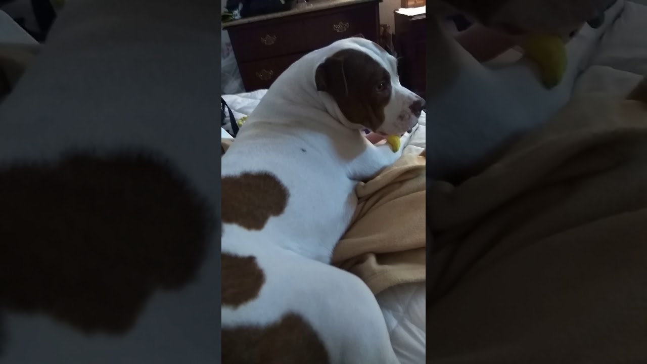Funny Dog 