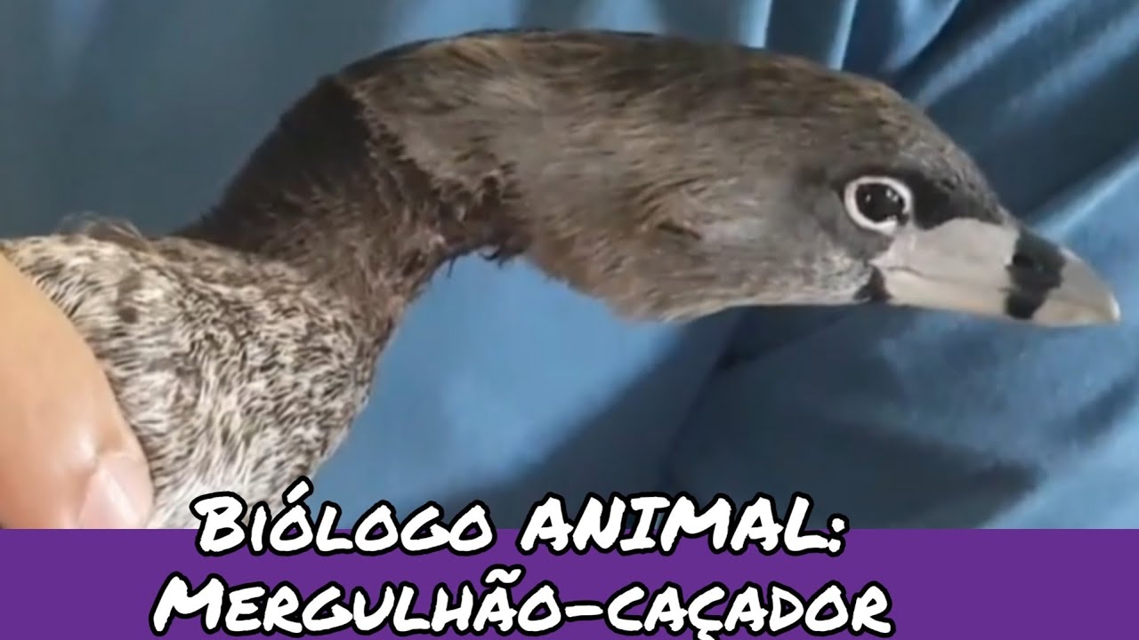 Biologo ANIMAL: Mergulhão-caçador, Podilymbus podiceps.