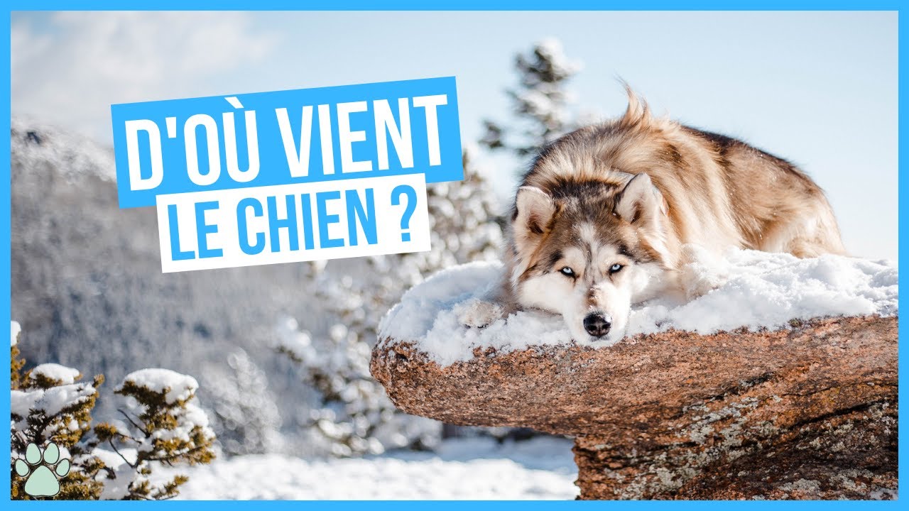 D'où vient le chien ? Découverte de son origine