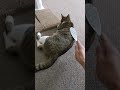 なで猫しゃもじでキジシロをなでなですると八つ当たりします(;^ω^)