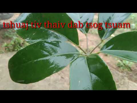 Video: Cov Tshuaj Tiv Thaiv Dab Tsi