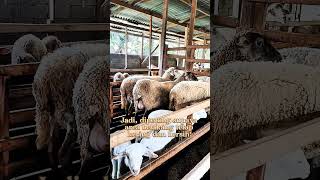 Penyebab Domba Sering Belatungan dan Cara Mencegahnya Sejak Dini!#shorts #docking #domba #kambing