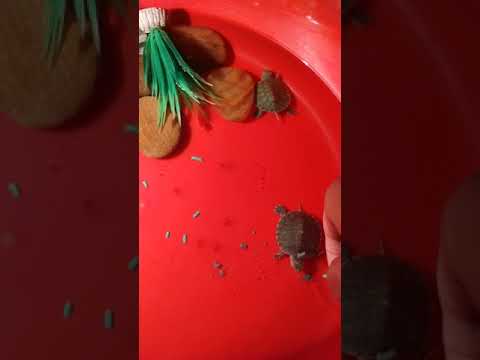 feeding my red