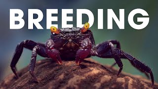 Breeding Vampire Crabs For Profit - How to Breed Vampire Crabs