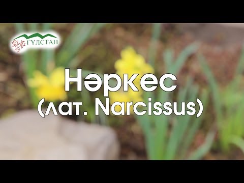 Бейне: Нарцисс өсімдіктері туралы ақпарат - Джонкил, нарцисс және нарцисс шамдары