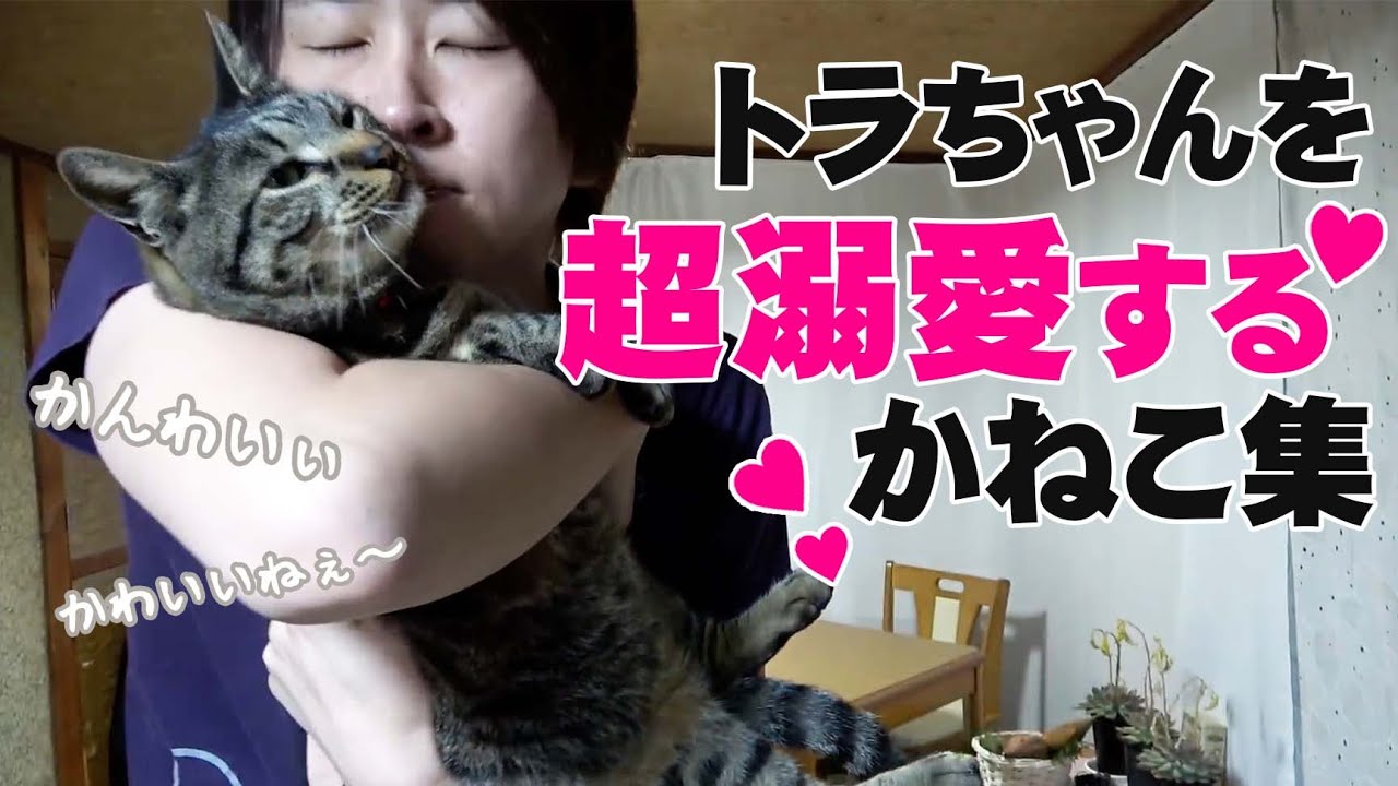 Without Tora] Kaneko's lovey-dovey scene with her beloved cat Tora