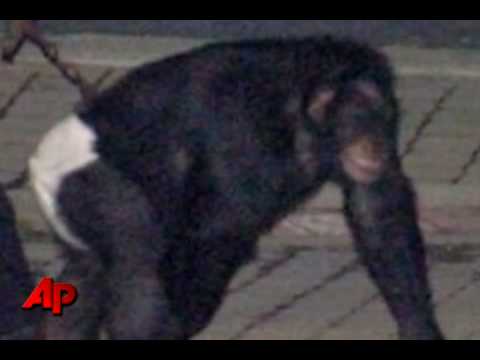 911 Call: Travis the gentle chimpanzee just ripped my friend's face off!