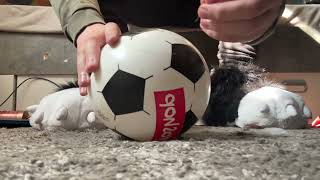 Popping A Plastic Soccerball
