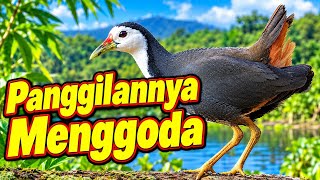Suara Ruak-ruak Terbukti Ampuh Memanggil Jantan dan Betina 