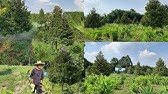 สอนปลูกทุเรียน How to grow Durian แบบได้ผลดีพิเศษ 4 สอบถาม 0926252544
