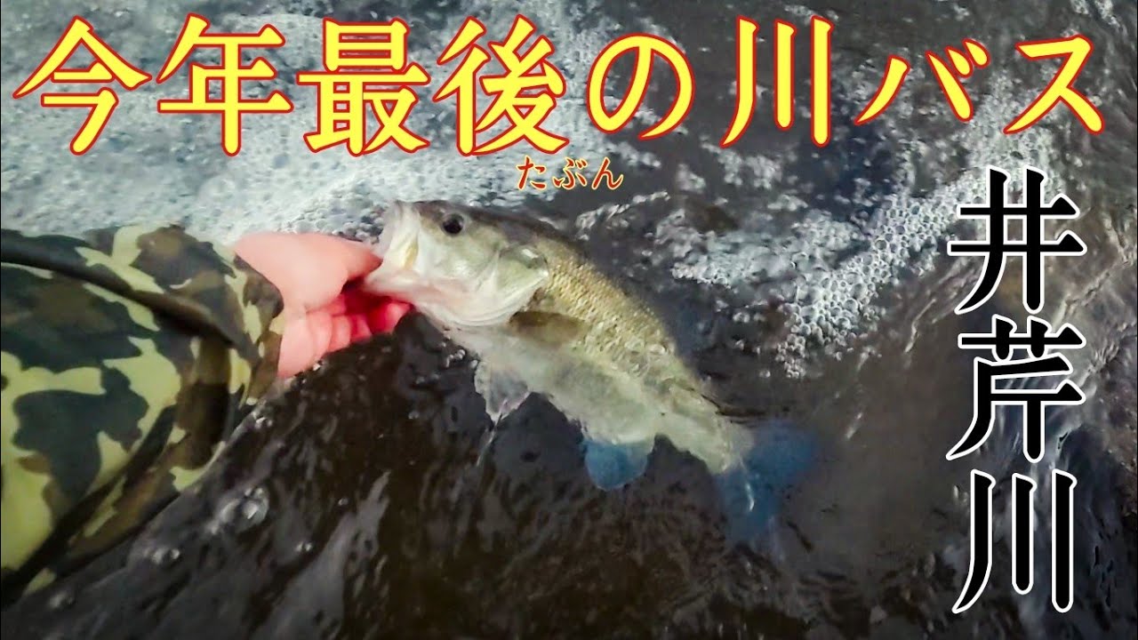 たぶん今年最後の川バスが釣れました。【Bass Fishing in Japan】