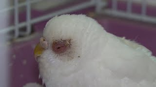 My Budgie Died; Snowey's last month by Sultan Brar 224 views 1 year ago 8 minutes, 52 seconds