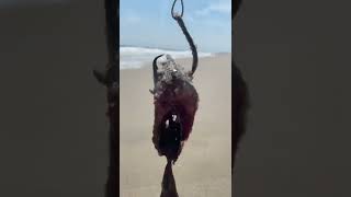 Download Lagu What Would Hit This Stinky Little Fish? MP3