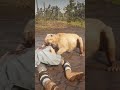 RDR2 Gameplay INSANE EPIC WILD Lion Attack on NPC Escape Fight Lawmen Chase #shorts #gaming