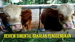 Sapi Simental Super Non Poel | Sahabat Sapi Dolan kandang Mas Yohandi