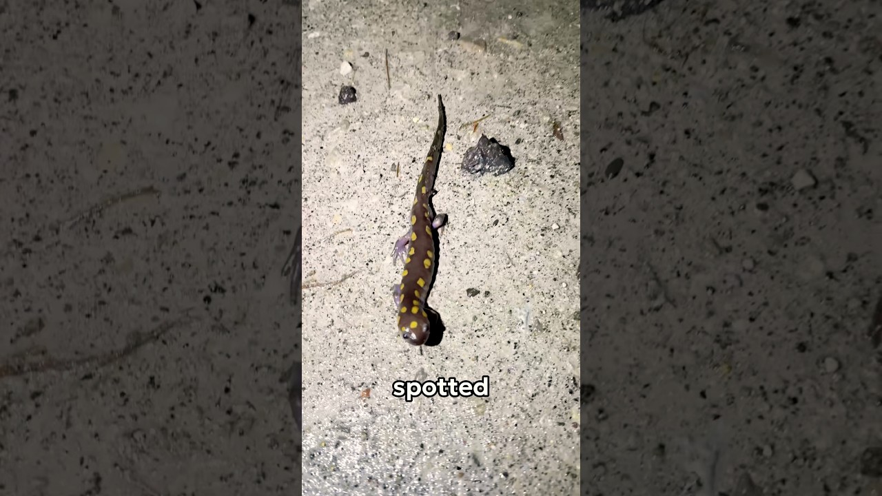 So many salamanders!