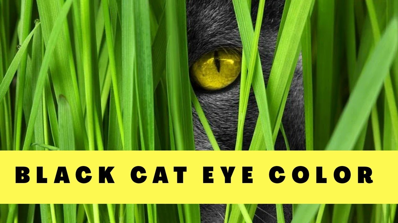 Black cat eye color yellow eyed black cats why most of the black