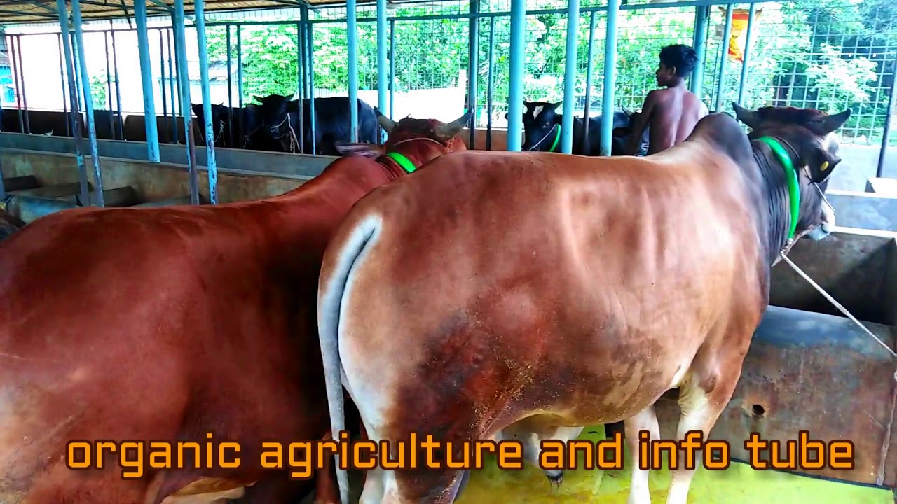 deshi gorur collection in Alom Dairy Farm BANGLADESH part 01 YouTube