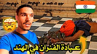 فـي هـذه الـقـرية يـعبدون الـفئـران ويـأكلون مـن بـقايا طعامها 🤯 أغـرب شـيء شـفته فـي حيـاتي 🇮🇳