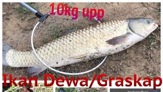 Mancing Ikan Dewa/Graskap || Mancing mania Taiwan _ Taiwan fishing river