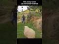 Sheep Attacks Man Non-Stop 🐑😂 thumbnail