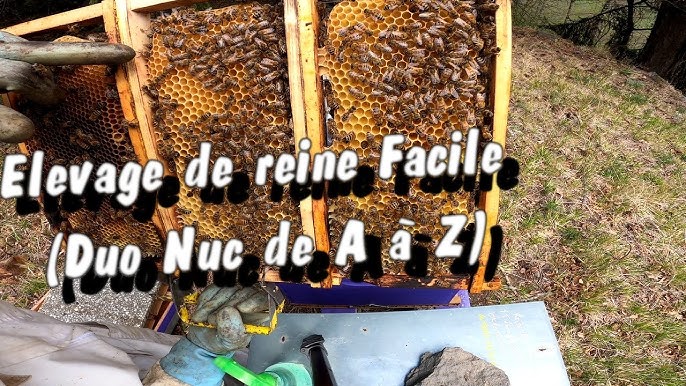 Comment l'abeille devient reine ? - Naturabee