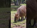 Capybara #facts #education #study #nature #wildlife #animals #science #biology #zoology #shorts