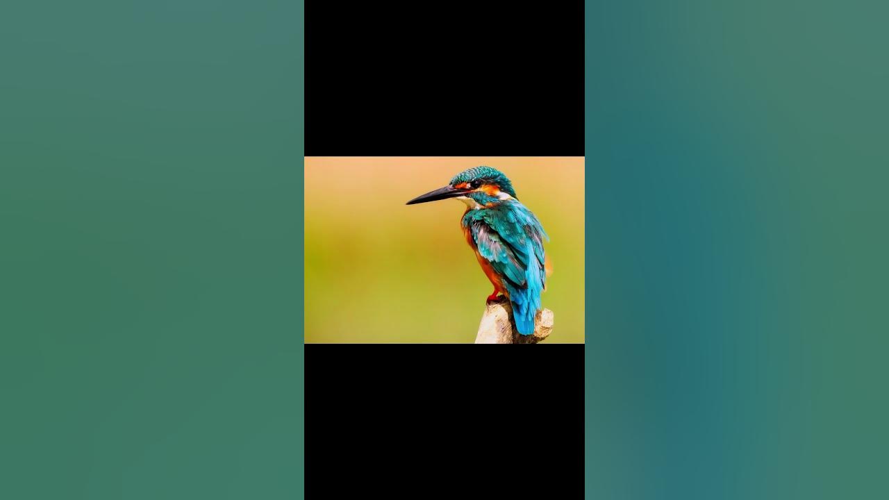 Birds chirping 2 - YouTube