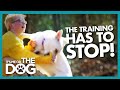 Dog Training Halted After Play Turns into an Attack | It's Me or the Dog