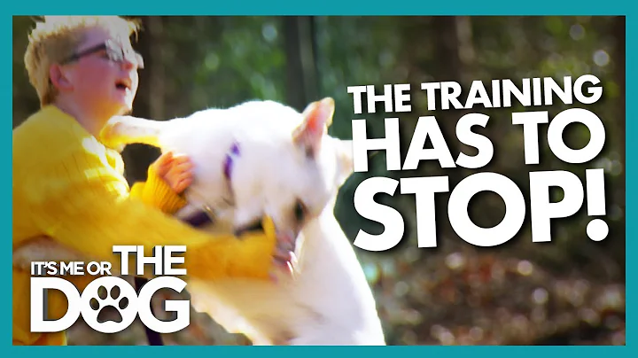 Dog Training Halted After Play Turns into an Attac...