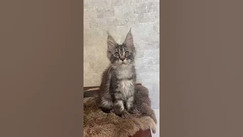 Video 7351751: mainecoon kitten cutecat catlover, mainecoon cat cutecat kitten, adopt mainecoon cat