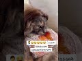 متولي القط فصلاااان Cats Cat قطة Funny قطط اكسبلور Catlover ترند 