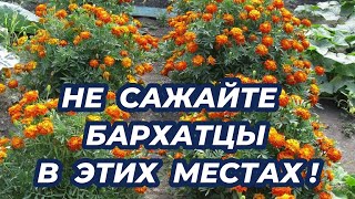 5 мест в огороде, куда не стоит сажать БАРХАТЦЫ!