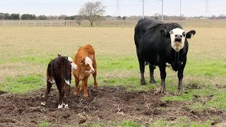 Fun Farm Animals