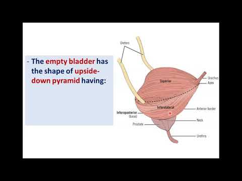 Anatomy of the Urinary Bladder - Dr. Ahmed Farid