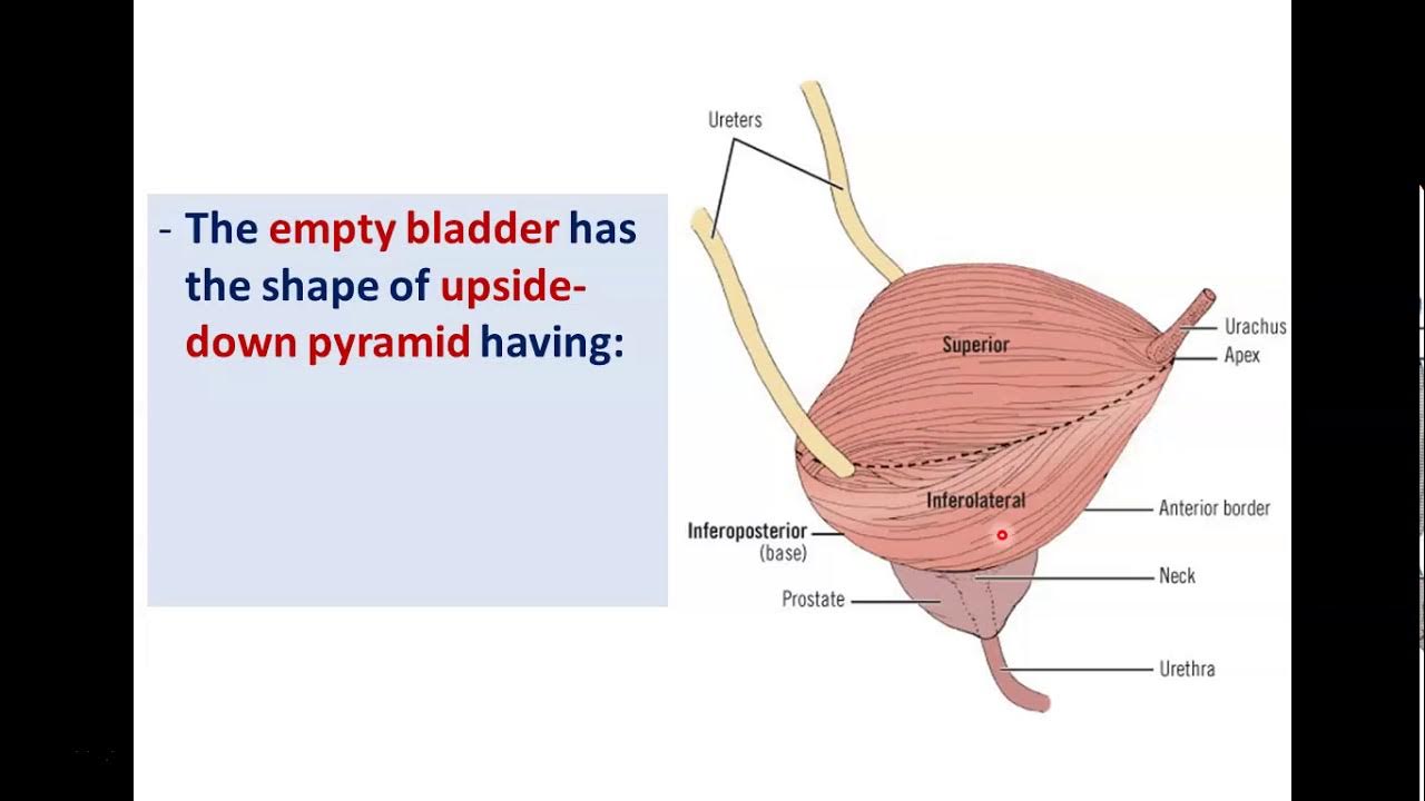 Anatomy of the Urinary Bladder Dr. Ahmed Farid YouTube