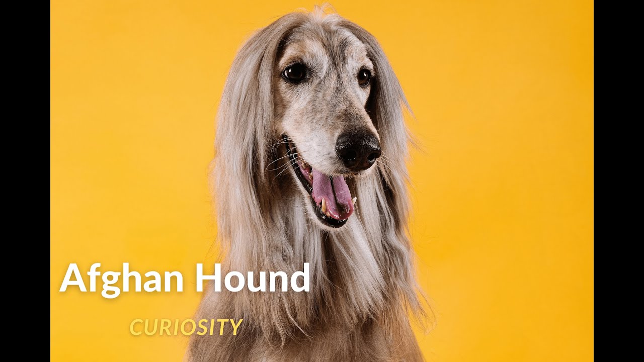 The Majestic Afghan Hound: A Glimpse into Elegance and History