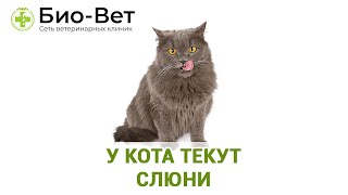 У Кота Текут Слюни - Причины и Что Делать // Сеть Ветклиник Био-Вет