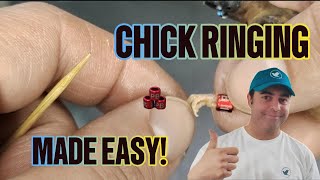How to ring a finch chick with closed leg rings. Gouldian finch chick used for the demonstration.