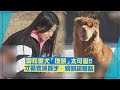 【我獨自生活】雪炫愛犬「塊頭」超聽話 才藝表演親親、握手萌翻!!