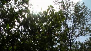 The Sun and Blue Sky Looking Through The Trees