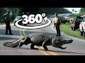 360 VIDEO || Big Alligator in the city || 4K