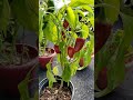 Ripe Pepper Plant Update