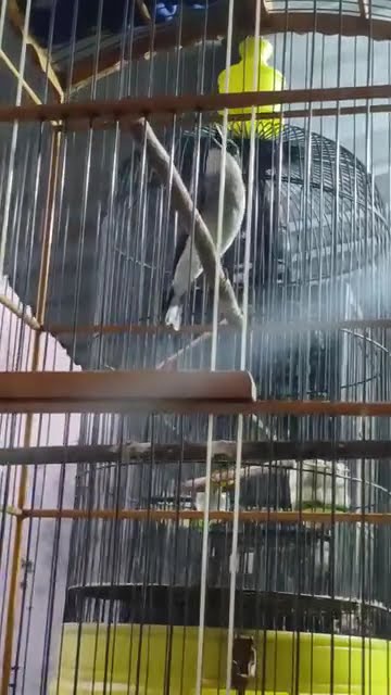 Suara burung jinjing petulak