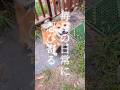 夏の終わりに忍び寄る恐怖映像❗️ #柴犬 #柴犬さん #柴犬レオ #柴犬大好き
